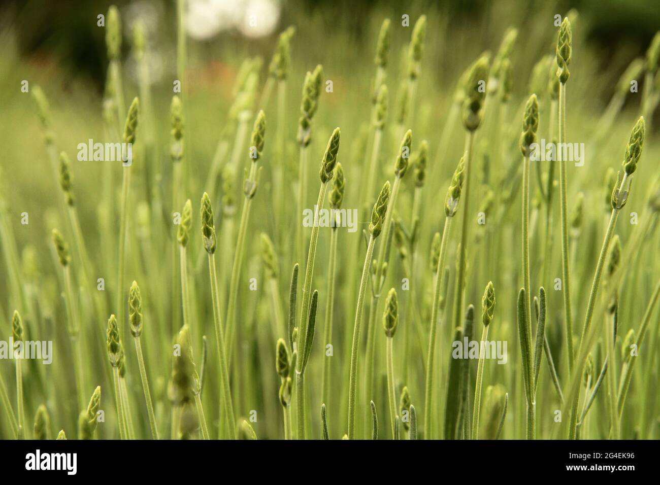 Lavender plants growing buds in spring Stock Photo Alamy