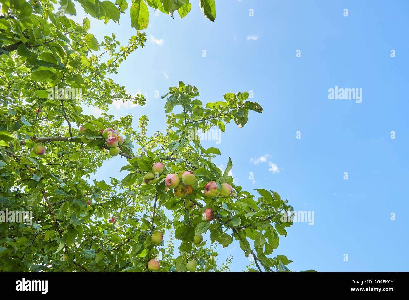 fresh apples in a apple tree in a garden Stock Photo - Alamy