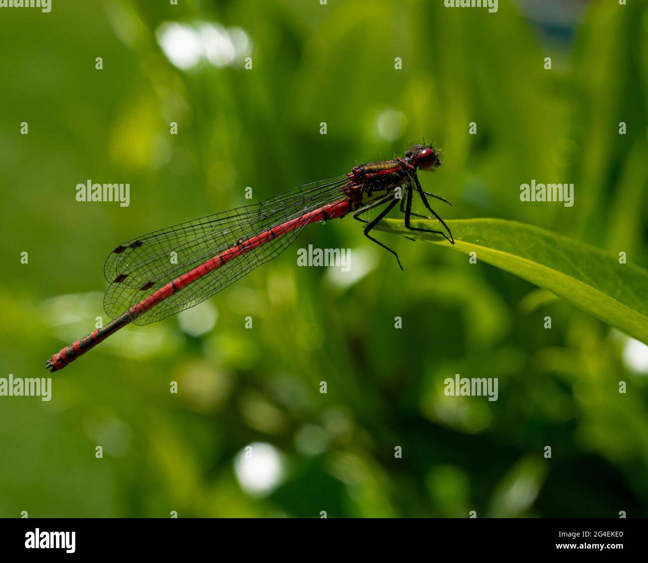 A selective focus shot of a dragonfly on the green leaf Stock Photo - Alamy