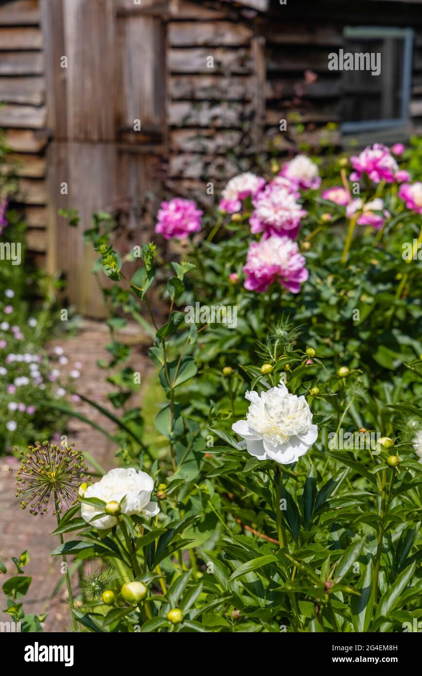 Pink and cream Paeony 'Bowl of Beauty' and white 'duchesse de nemours' flowering in a garden in Surrey, south-east England in summer by a garden shed Stock Photo