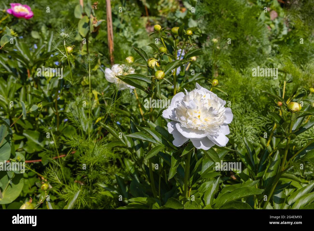 Large blooms of white Paeony 'Duchesse de Nemours' flowering in a garden in Surrey, south-east England in summer Stock Photo