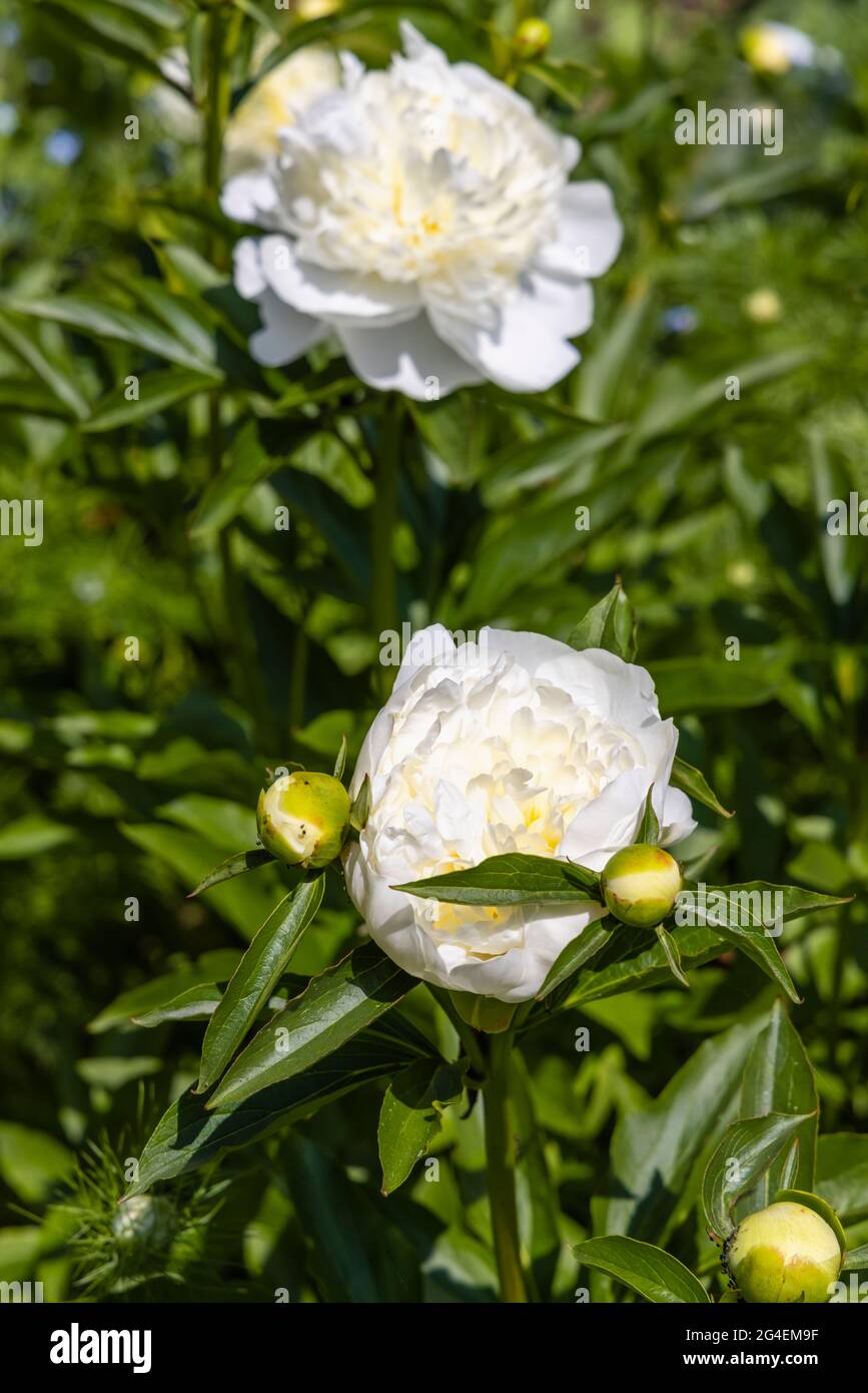 Large blooms of white Paeony 'Duchesse de Nemours' flowering in a garden in Surrey, south-east England in summer Stock Photo