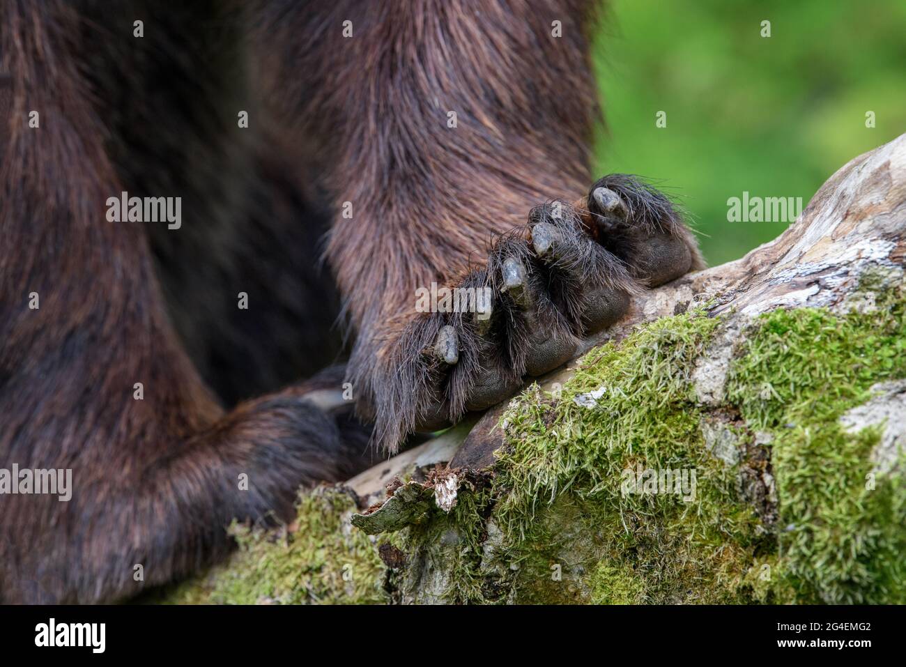 Detail of the bear paws with claws on stone in summer forest. Wildlife scene from nature Stock Photo