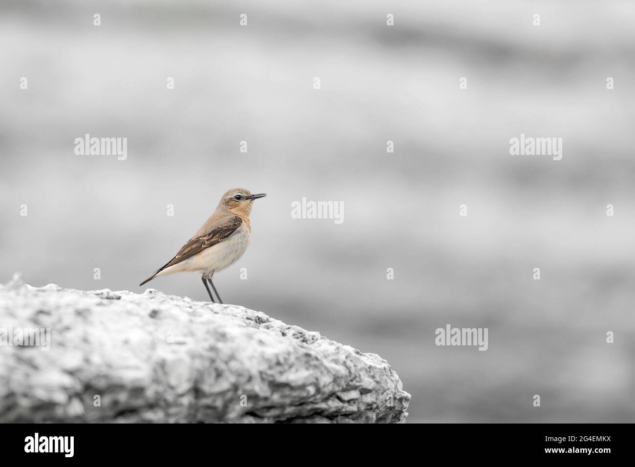 The northern wheatear or wheatear (Oenanthe oenanthe) Stock Photo