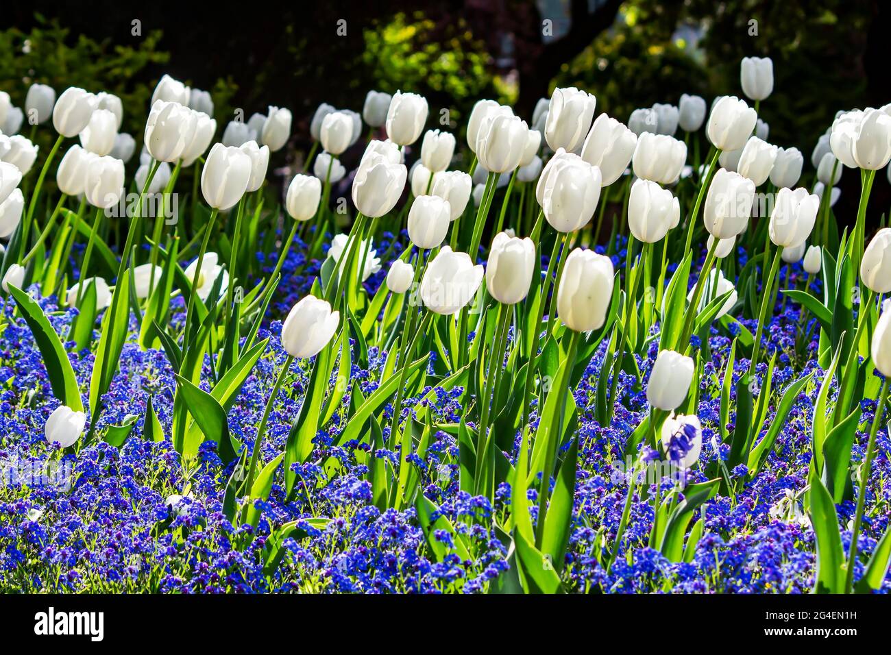 White Tulips Blooming During Spring Season Stock Photo Alamy