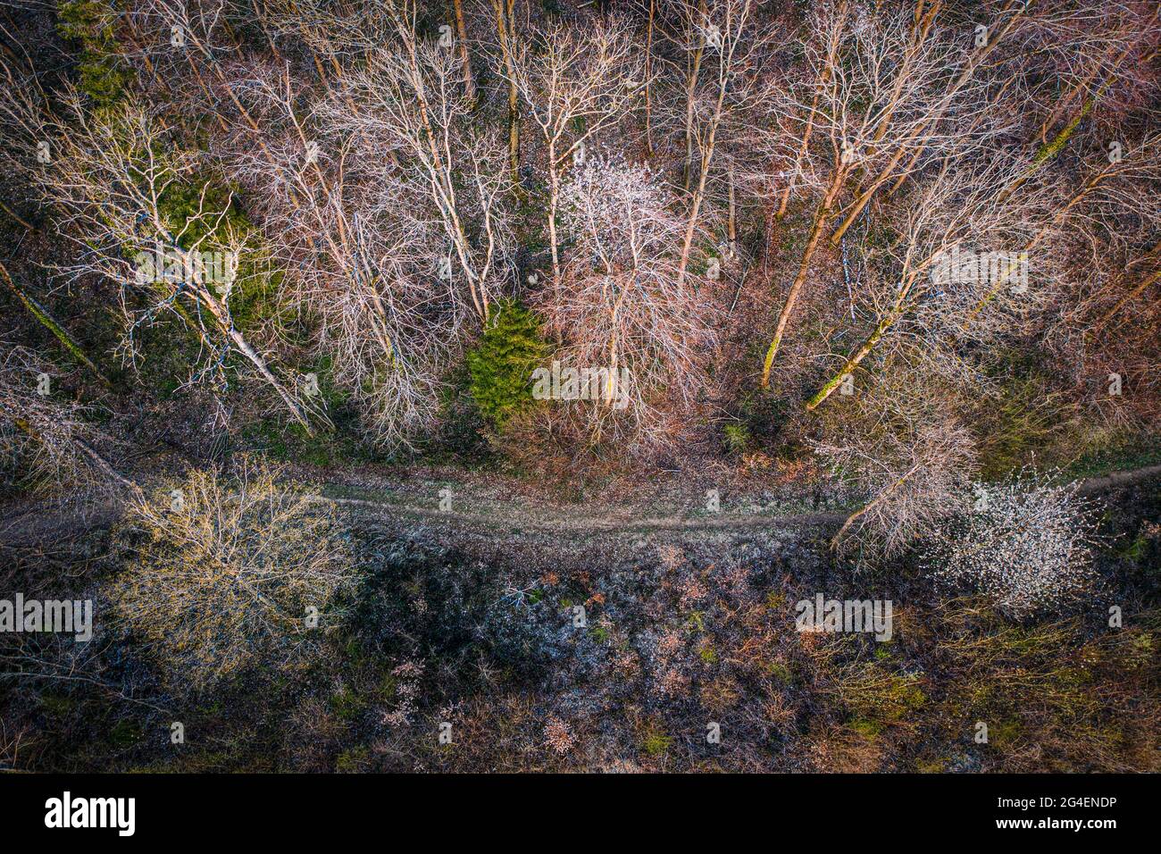 aerial view of a trail passing through a deciduous forest in early spring Stock Photo