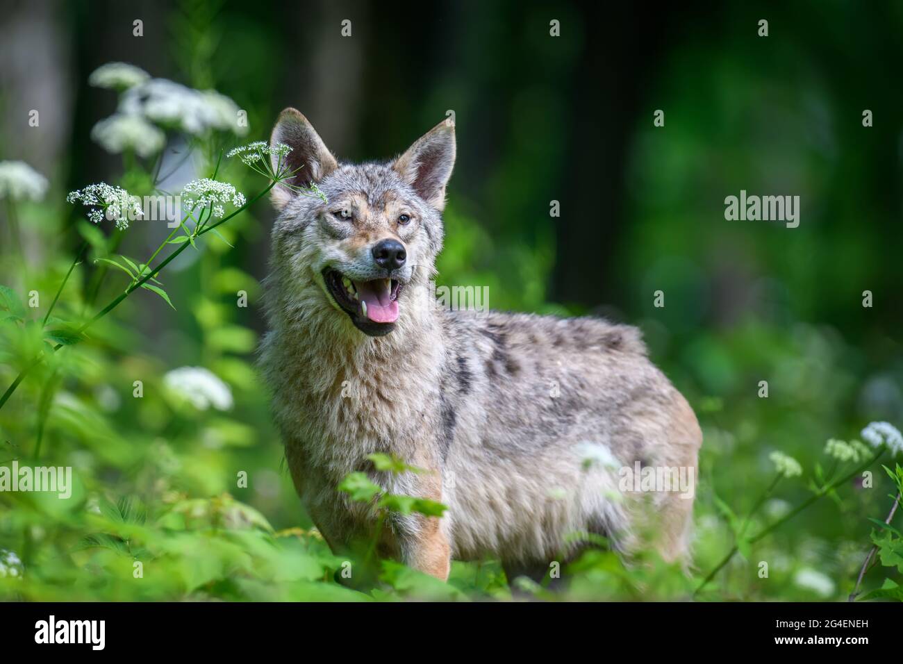 Wolf portrait in summer forest. Wildlife scene from nature. Wild animal ...