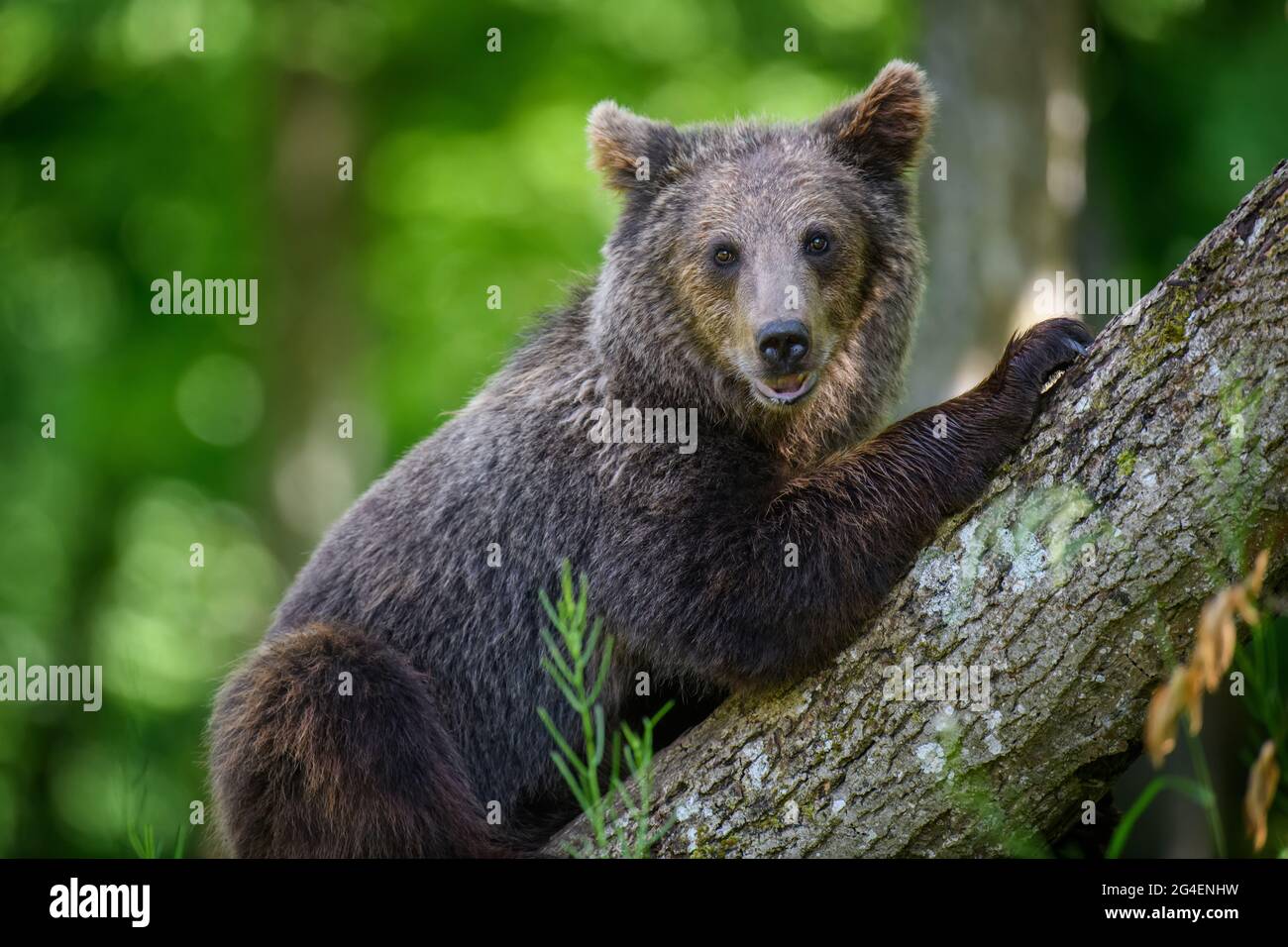 Wild Brown Bear (Ursus Arctos) in the summer forest. Animal in natural habitat. Wildlife scene Stock Photo