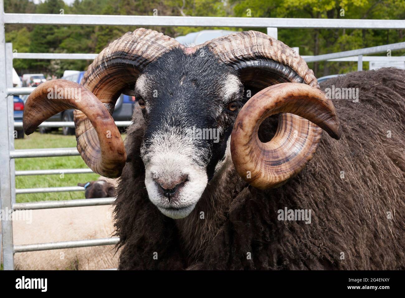 Blackfaced sheep at the Drymen Agricultural Show, Stirlingshire