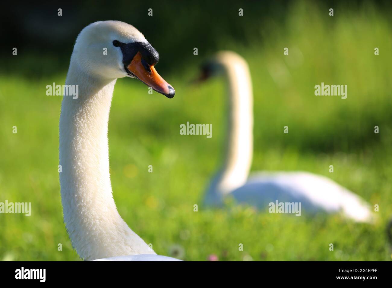 Weißer Schwäne in Sulzbach Rosenberg. Amberg, Oberpfalz, Bayern Stock Photo