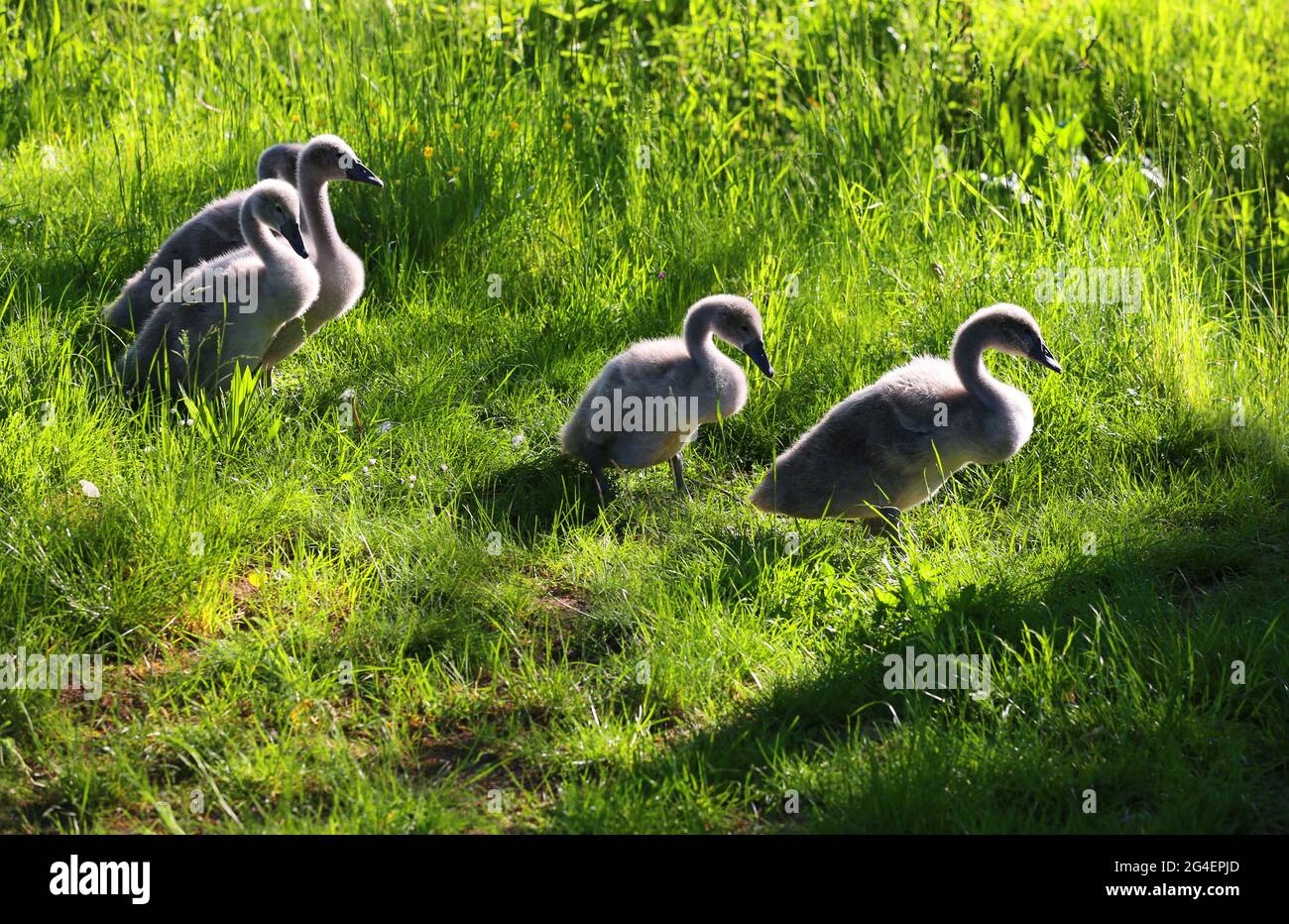 Baby Schwäne in Sulzbach Rosenberg. Amberg, Oberpfalz, Bayern Stock Photo