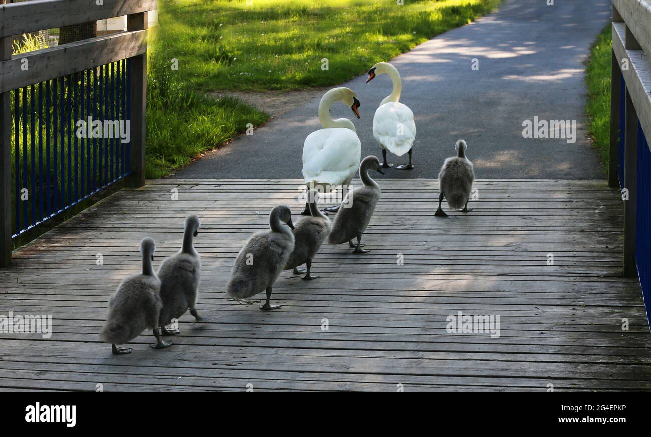 Baby Schwäne mit Eltern in Sulzbach Rosenberg. Amberg, Oberpfalz, Bayern Stock Photo