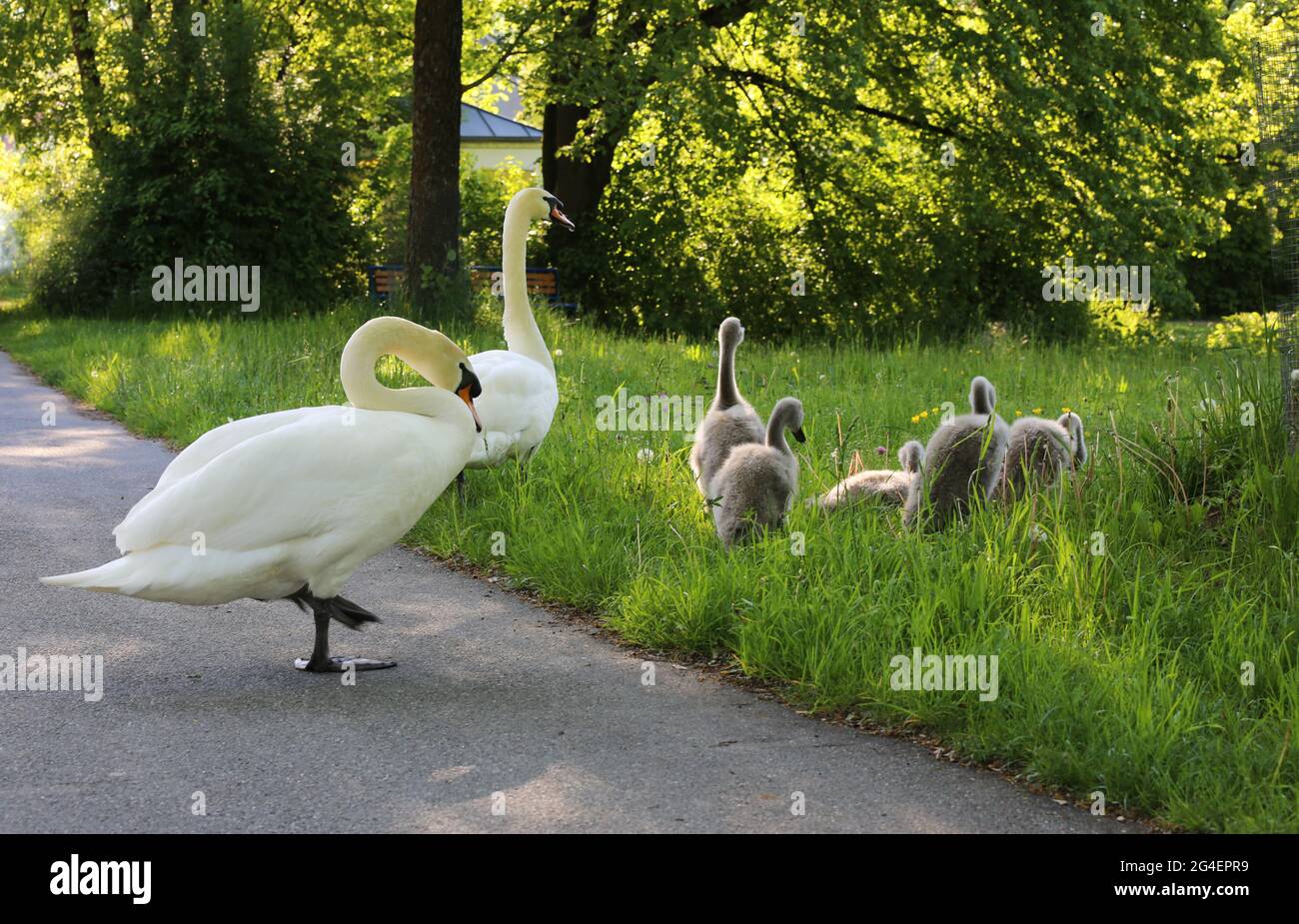 Baby Schwäne mit Eltern in Sulzbach Rosenberg. Amberg, Oberpfalz, Bayern Stock Photo