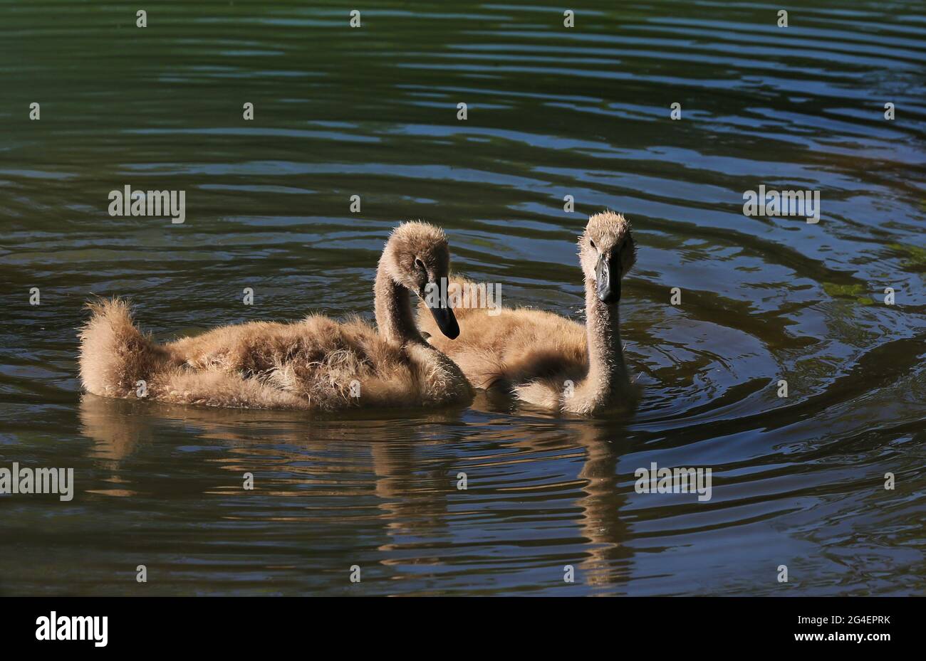 Baby Schwäne in Sulzbach Rosenberg. Amberg, Oberpfalz, Bayern Stock Photo