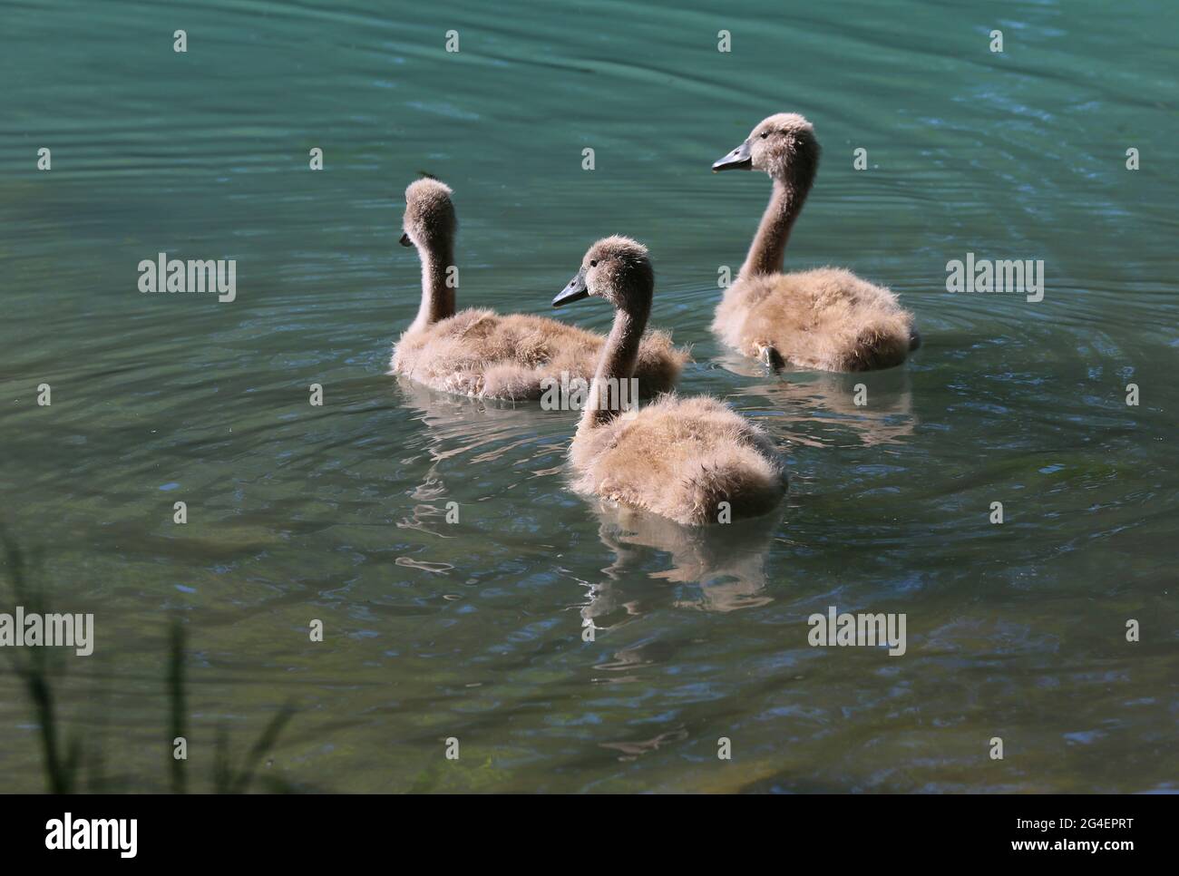 Baby Schwäne in Sulzbach Rosenberg. Amberg, Oberpfalz, Bayern Stock Photo