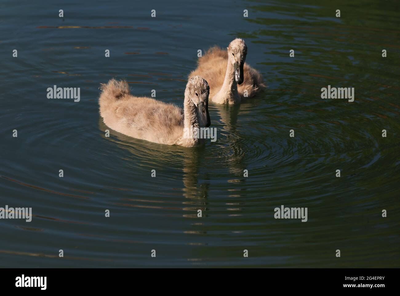 Baby Schwäne in Sulzbach Rosenberg. Amberg, Oberpfalz, Bayern Stock Photo