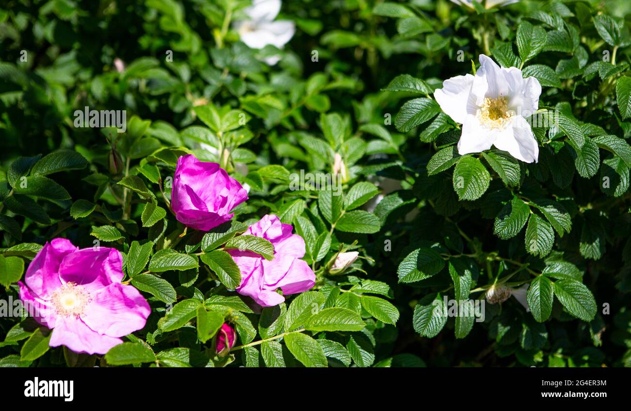 The photo shows different, colored wild roses in the sun Stock Photo ...