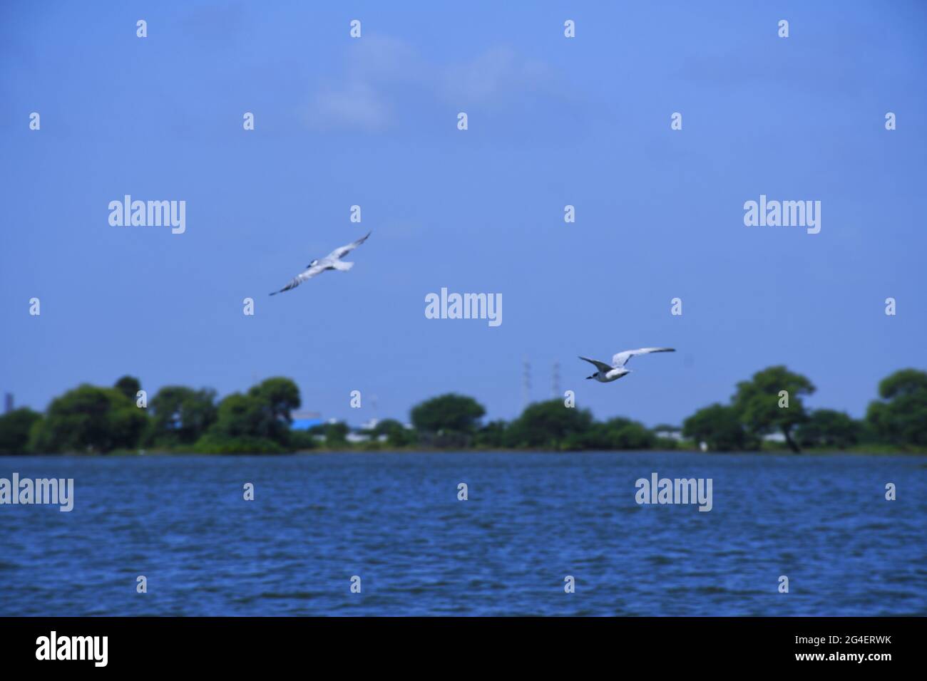 LAKE OF INDIA AT KUTCH, GUJARAT, BLUE WATER Stock Photo Alamy
