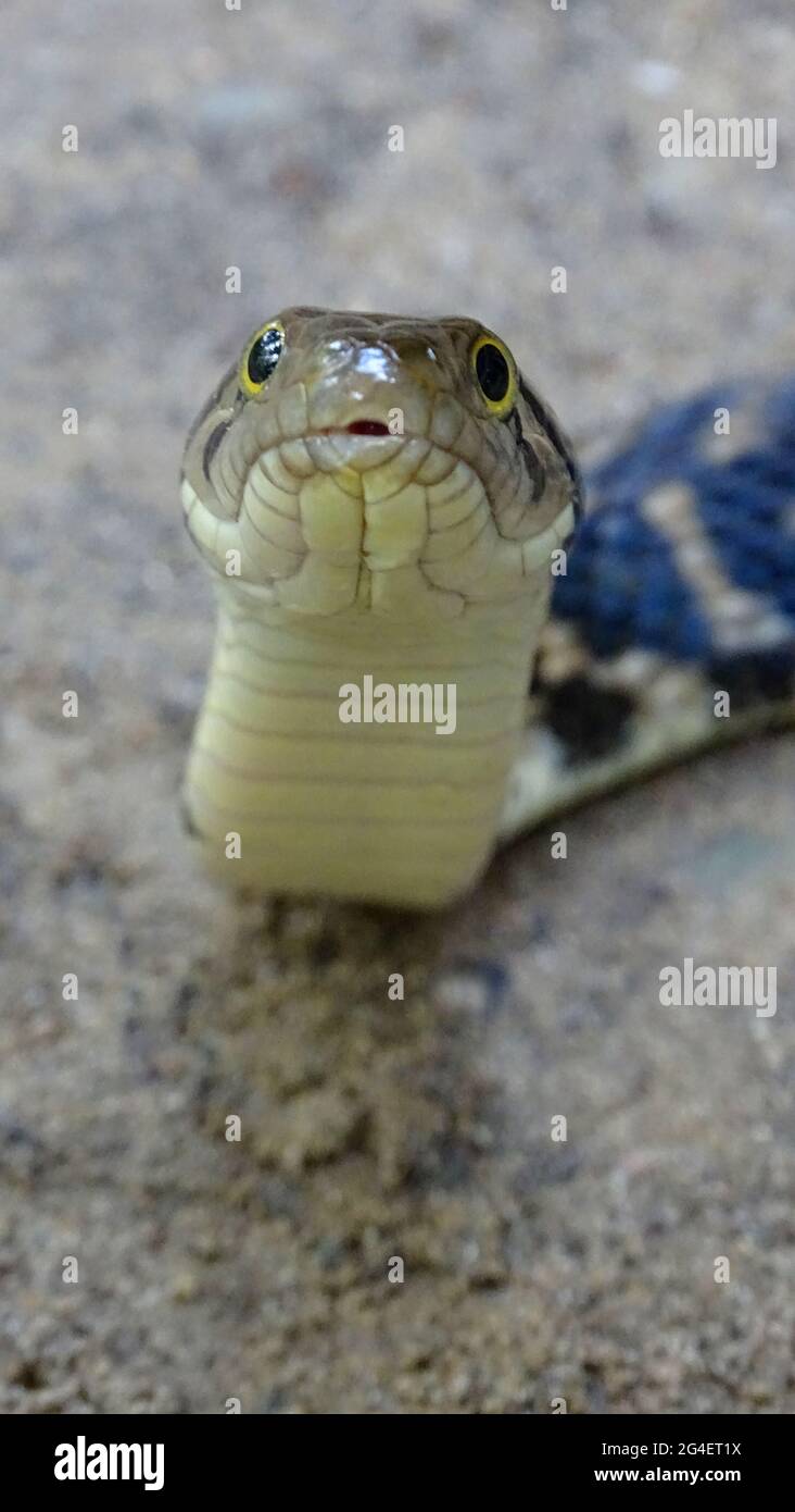 Andaman Keelback Water Snake,  Xenochrophis tytleri  Blyth, 1863, face closeup, NON VENOMOUS, COMMON Endemic to Andaman and possibly Nicobar Islands Stock Photo