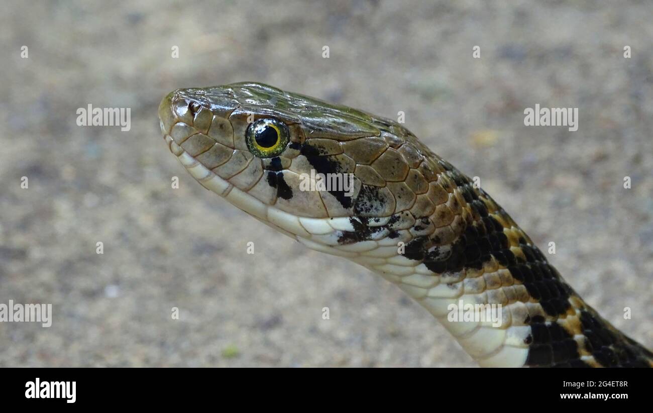 Andaman Keelback Water Snake,  Xenochrophis tytleri  Blyth, 1863, face closeup, NON VENOMOUS, COMMON Endemic to Andaman and possibly Nicobar Islands Stock Photo
