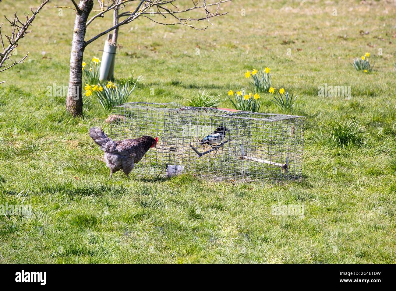 A Magpie trapped in a Larson Trap on a farm at Meathop, Cumbria, UK
