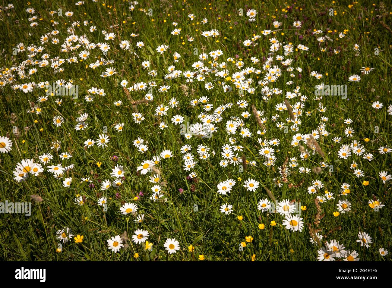 daisies on a meadow in the Hoenne valley between Hemer and Balve, Sauerland region, North Rhine-Westphalia, Germany.  Margeriten auf einer Wiese im Ho Stock Photo