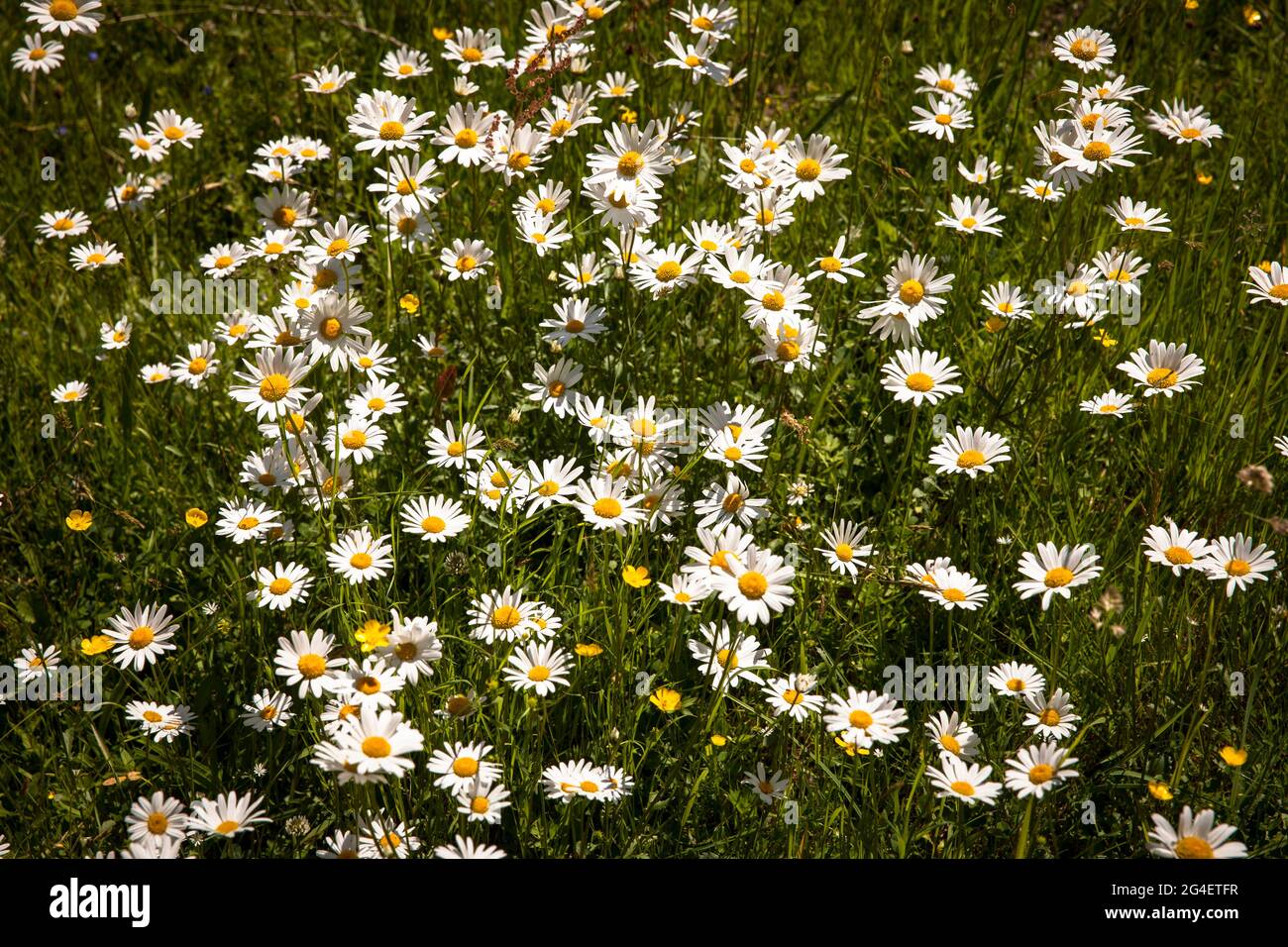daisies on a meadow in the Hoenne valley between Hemer and Balve, Sauerland region, North Rhine-Westphalia, Germany.  Margeriten auf einer Wiese im Ho Stock Photo