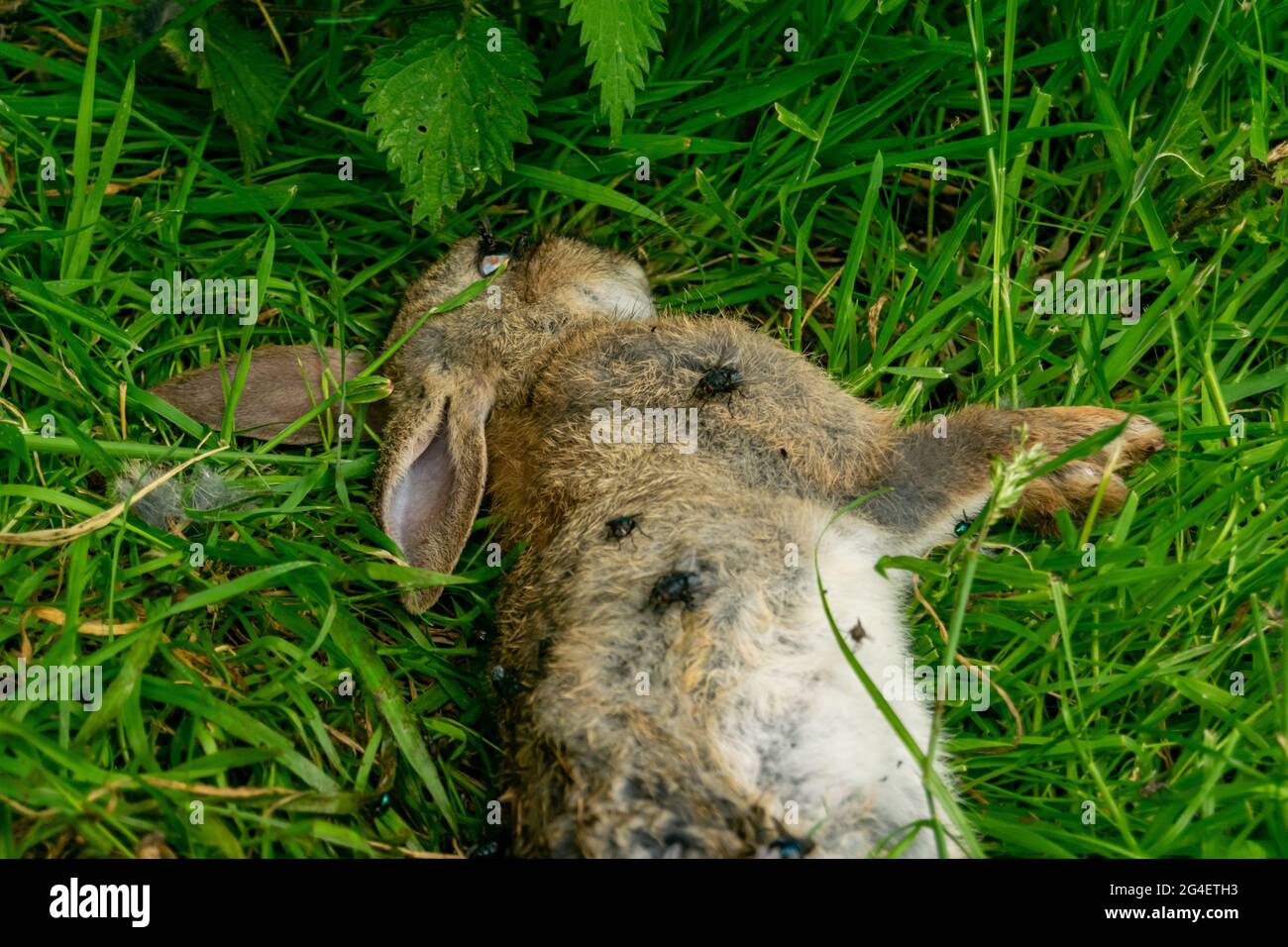 Dead rabit hires stock photography and images Alamy
