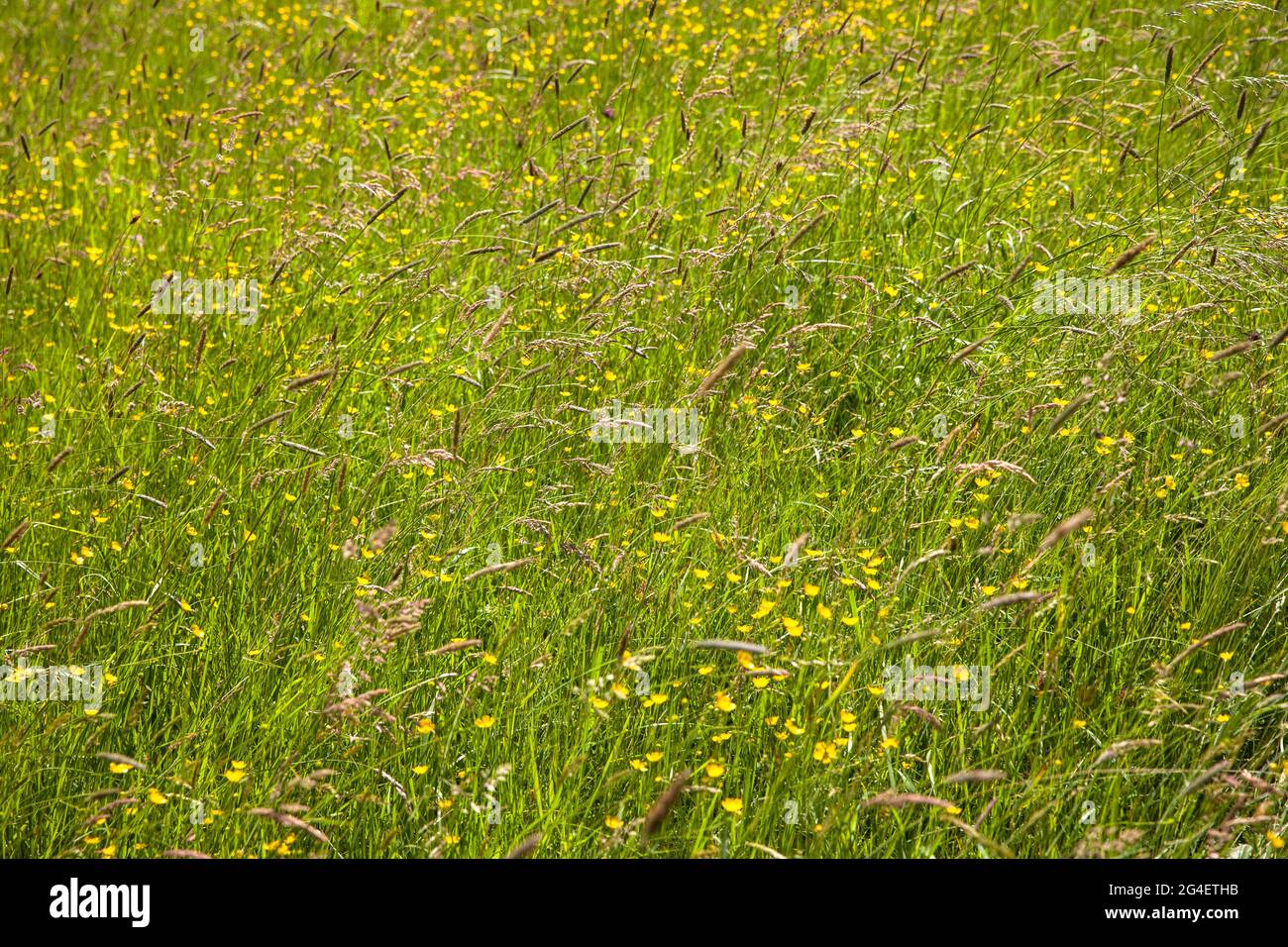 meadow in the Hoenne valley between Hemer and Balve, yellow blossoms of buttercup, Sauerland region, North Rhine-Westphalia, Germany.  Wiese im Hoenne Stock Photo