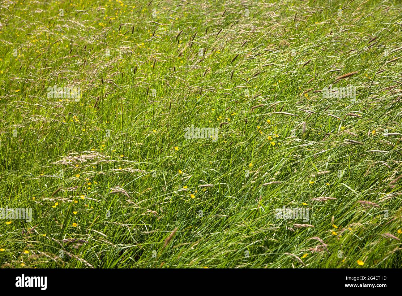 meadow in the Hoenne valley between Hemer and Balve, yellow blossoms of buttercup, Sauerland region, North Rhine-Westphalia, Germany.  Wiese im Hoenne Stock Photo