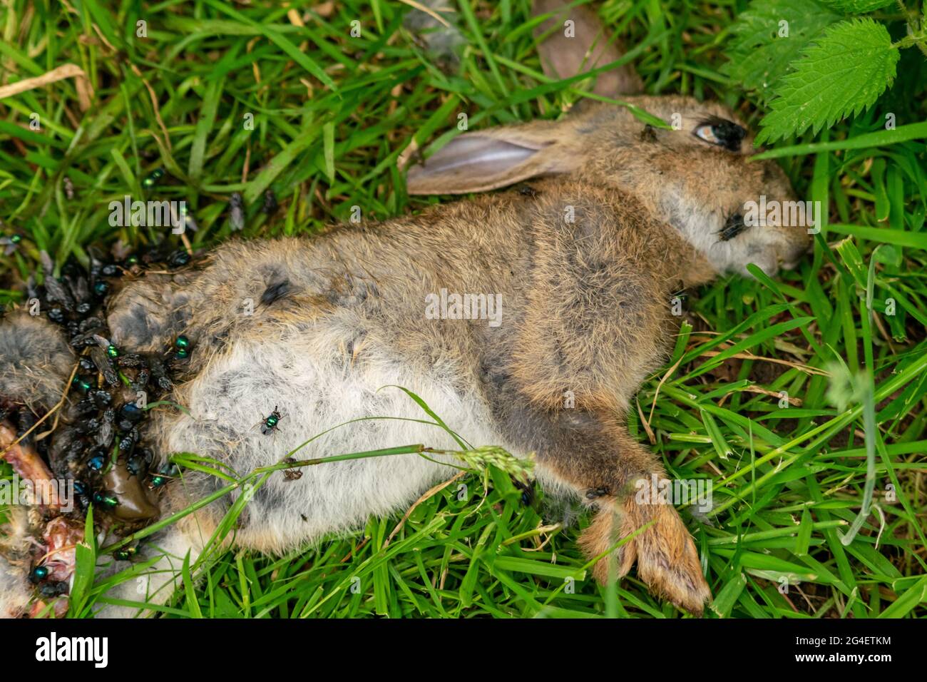 Dead rabbit on a woodland grass, carcass of killed animal bein 