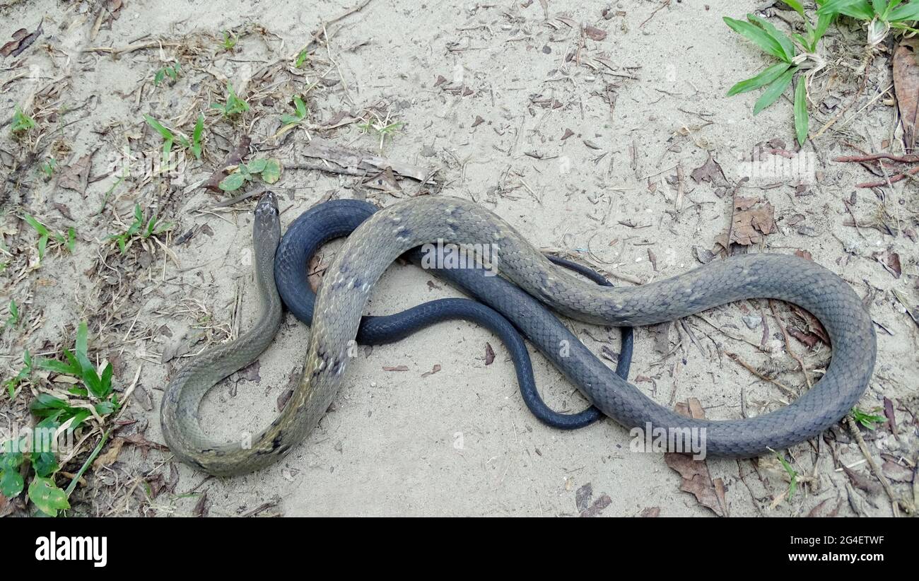 Black-tailed Trinket Snake, Coelognathus flavolineatus,  Schlegel, 1837. NON VENOMOUS, RARE Known only from Andaman & Little Andaman Islands, India Stock Photo
