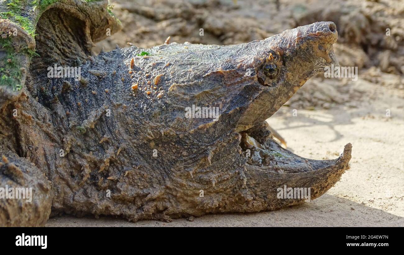 Alligator snapping turtle face closeup, Macrochelys temminckii. Family: Chelydridae. Native to freshwater habitats in the United States. Heaviest fres Stock Photo
