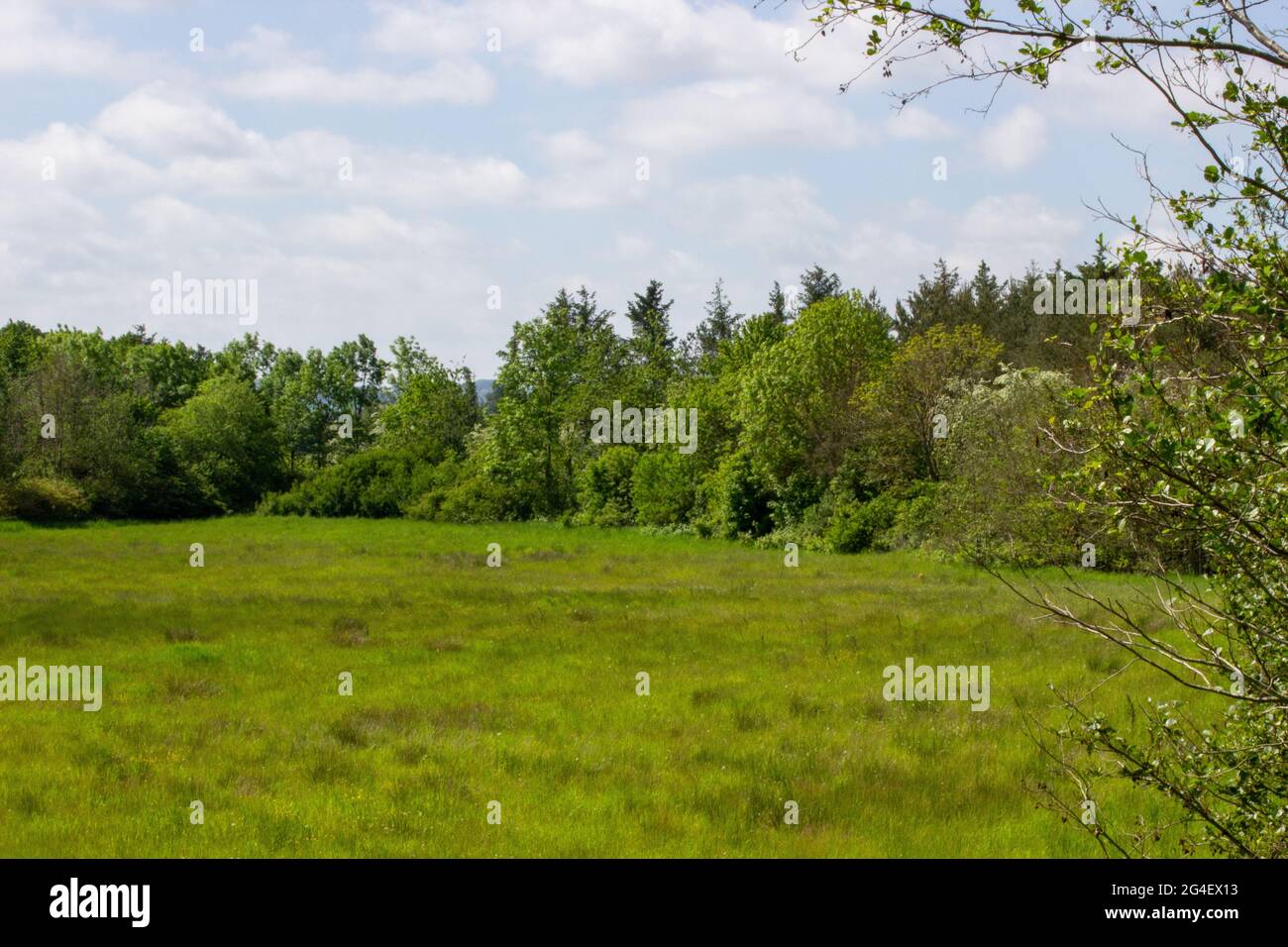 A summer landscape with a field of grass, blue sky, and sun Stock Photo ...