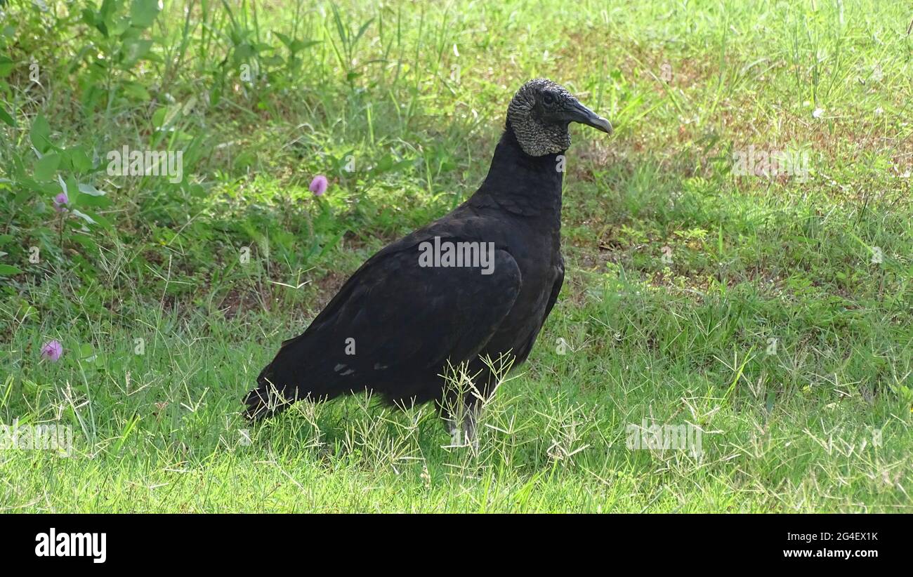 Black vulture or American black vulture, Coragyps atratus, USA Stock