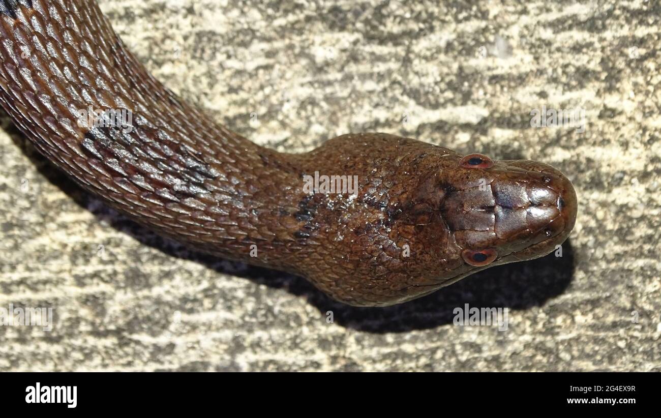 Brown water snake head, Nerodia taxispilota a large species of nonvenomous natricine snake endemic to the southeastern United States. Stock Photo