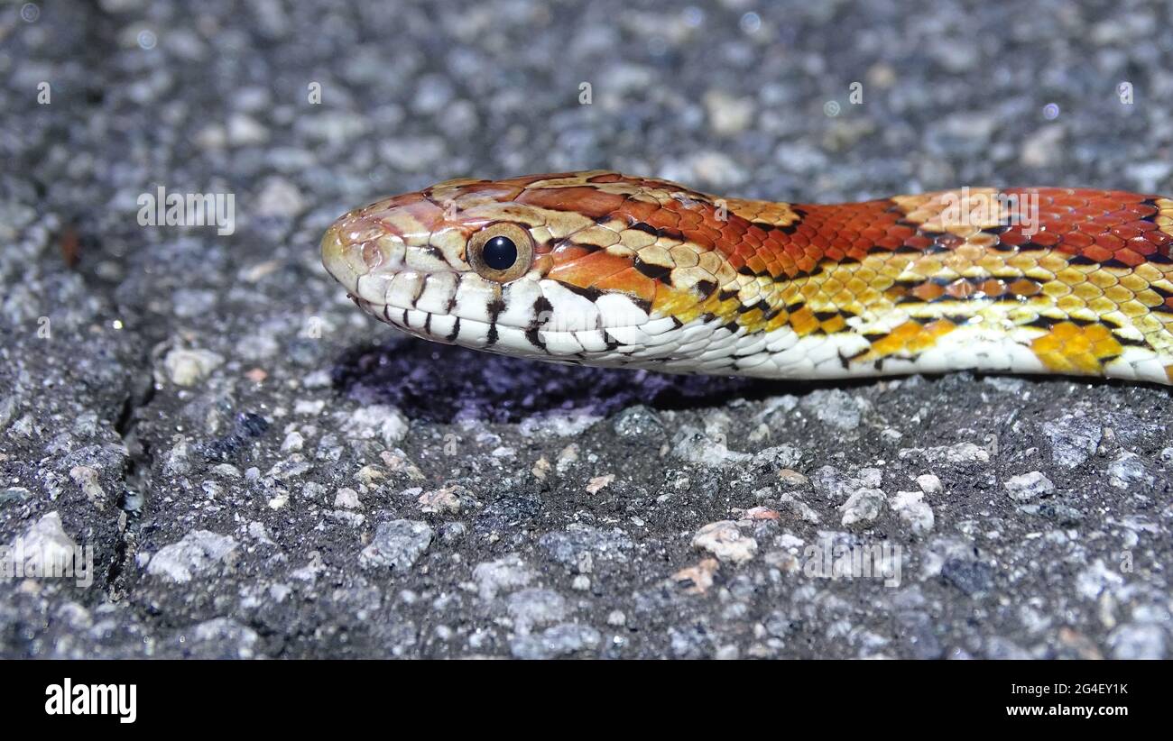 The corn snake head shot. It  is a North American species of rat snake that subdues its small prey by constriction. Found throughout the southeastern Stock Photo