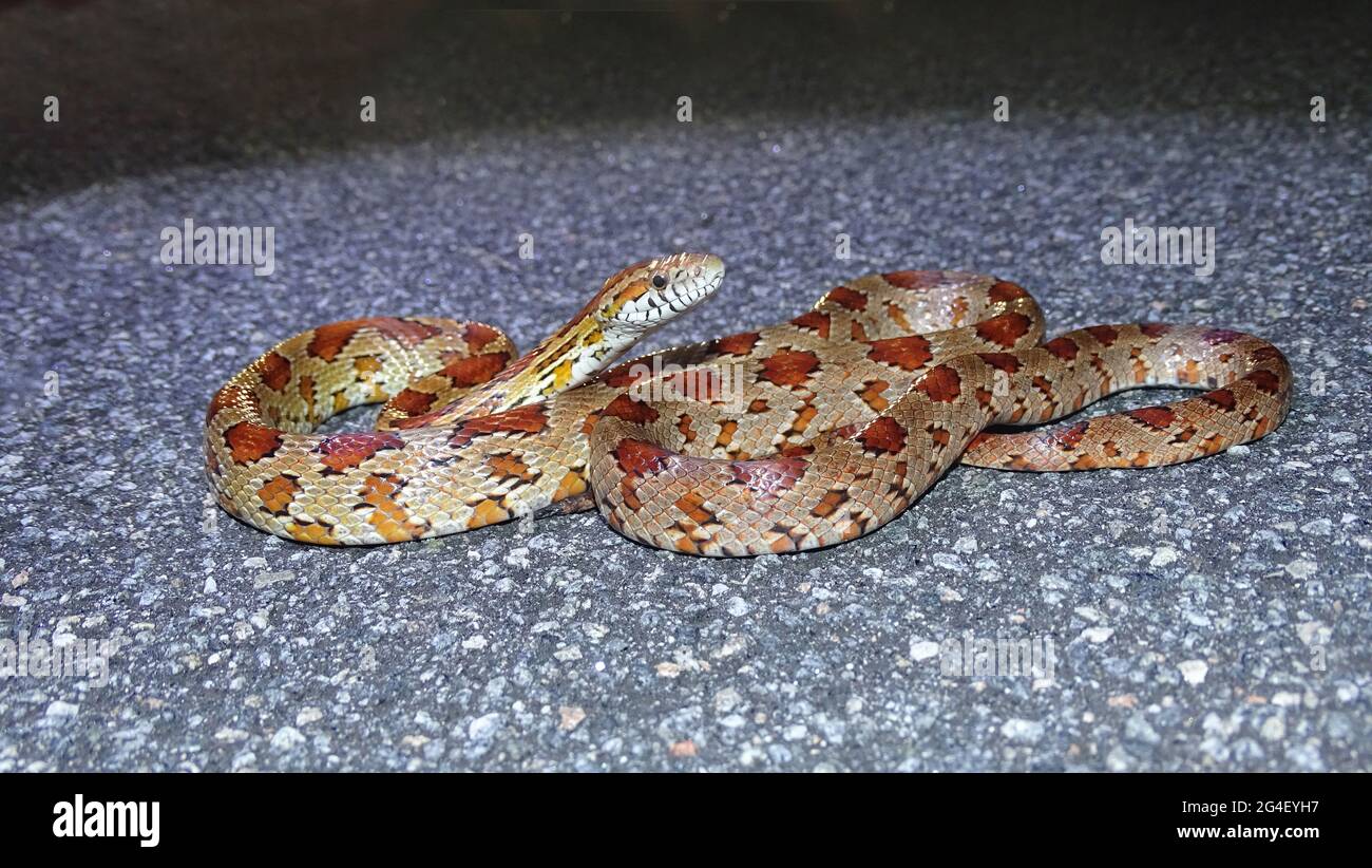 The corn snake is a North American species of rat snake that subdues its small prey by constriction. Found throughout the southeastern and central Uni Stock Photo
