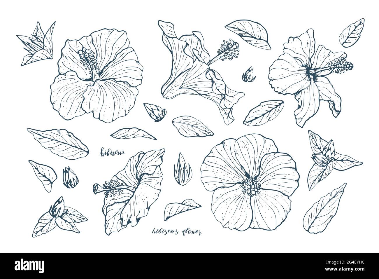 Set of Vintage Line art hibiscus flowers and leaves with dark blue