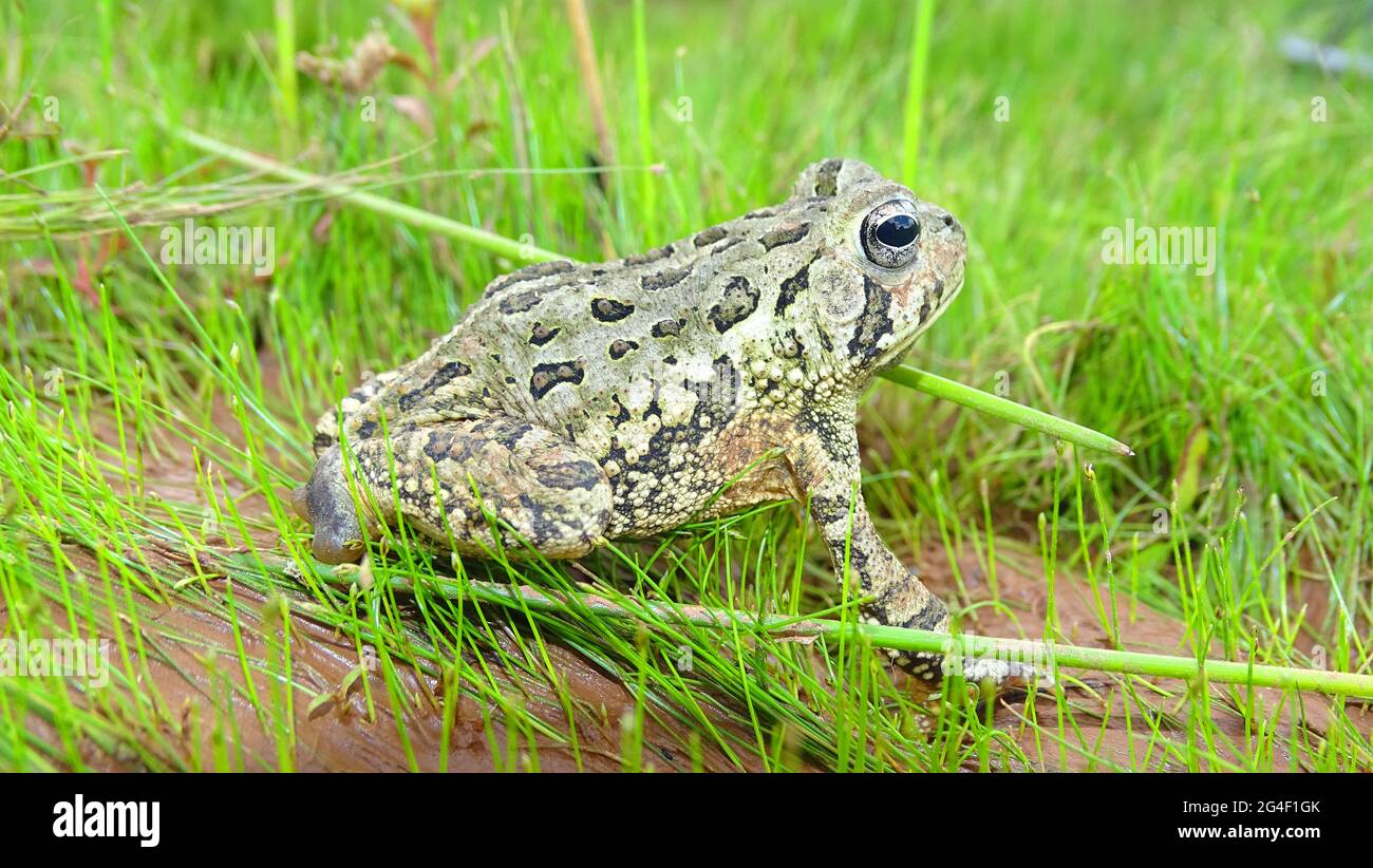 Fowler's toad, Anaxyrus fowleri. Family Bufonidae. Native to North America, where it occurs in much of the eastern United States and parts of adjacent Stock Photo