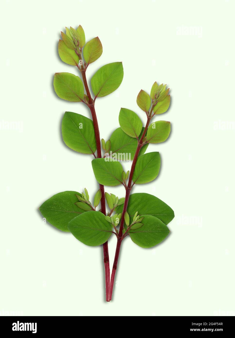 Two branches of a shrubs with little green leafs. Cut out on a light green background Stock Photo