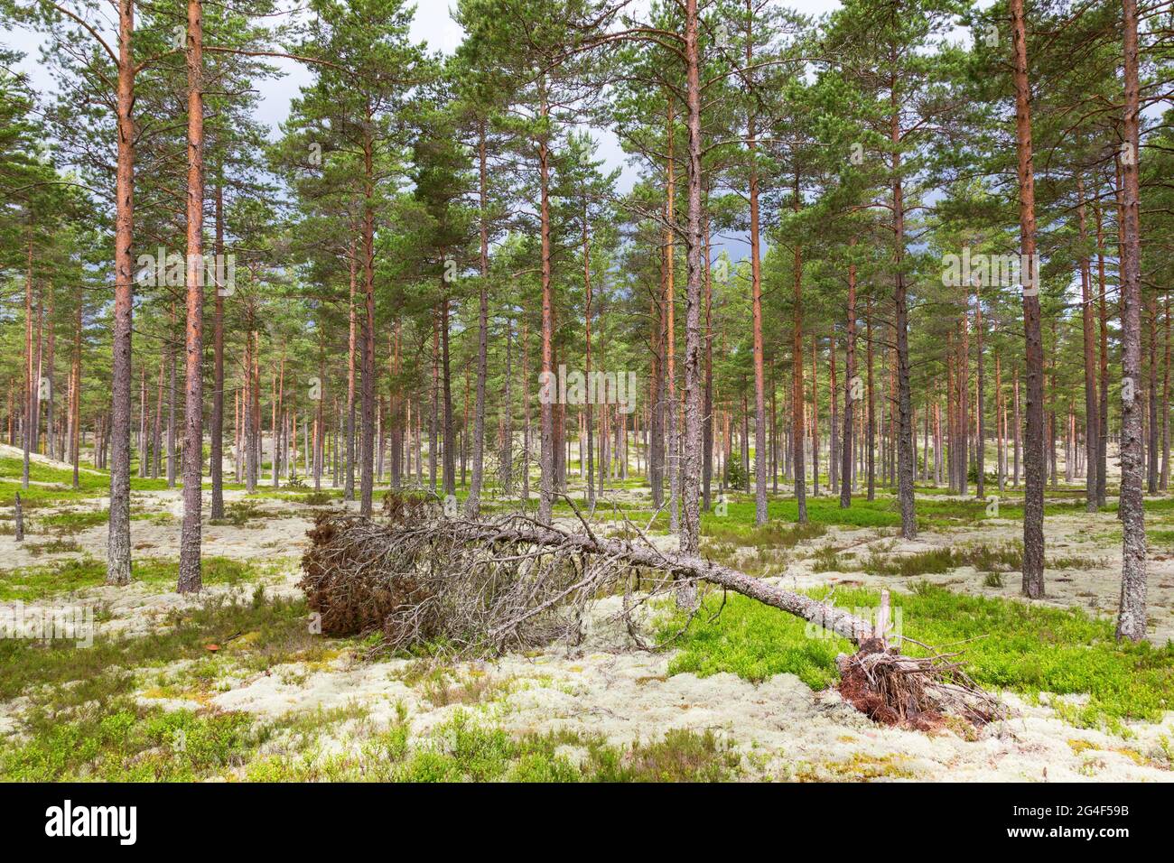 Pine tree that have fallen in the forest Stock Photo