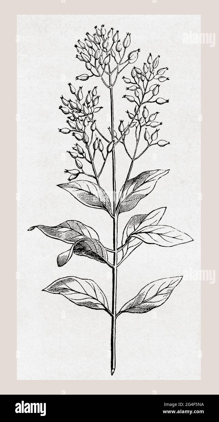 Cinchona, a genus of flowering plants in the family Rubiaceae.  From Le Savant du Foyer ou Notions Scientifiques Sur Les Objets Usuels de la Vie, published 1864. Stock Photo