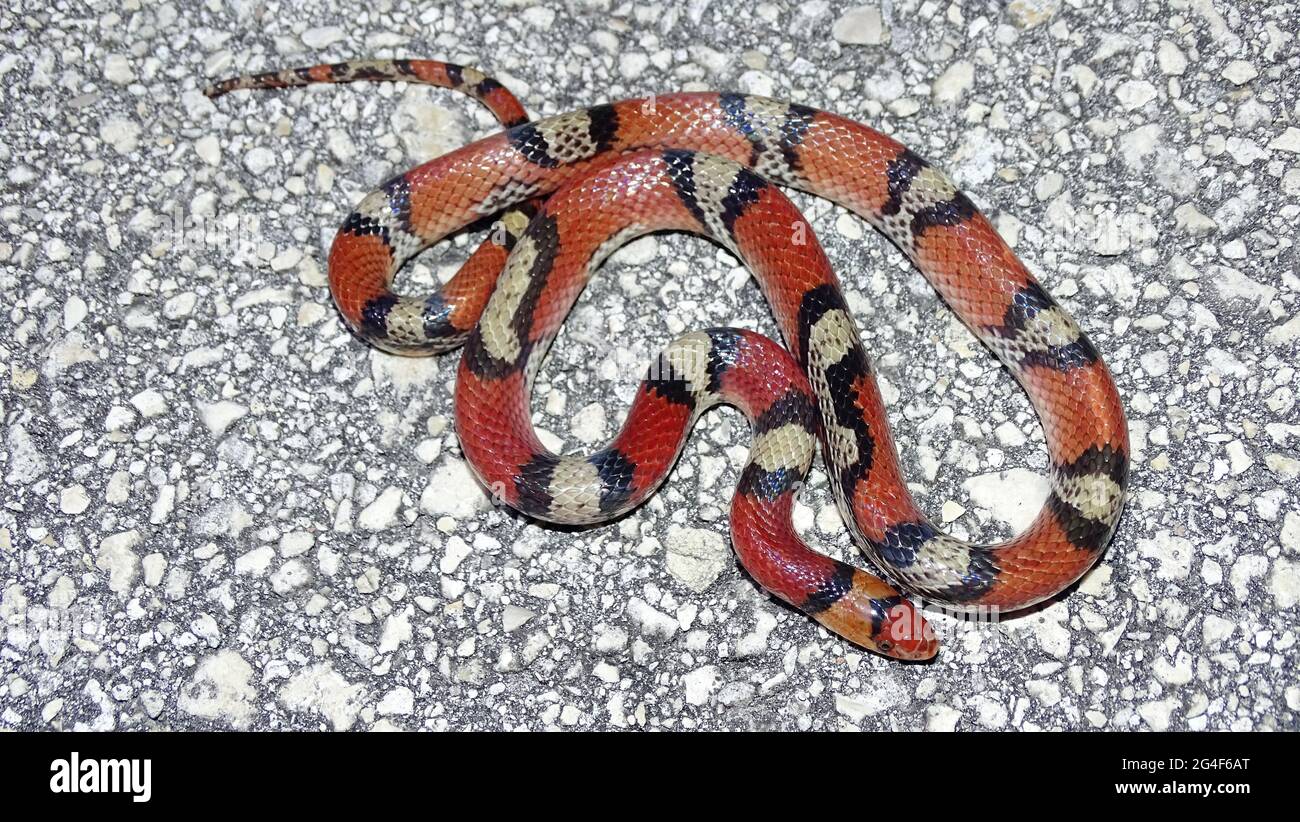 Cemophora coccinea, commonly known as the scarlet snake, species of nonvenomous snake in the family Colubridae. The species is native to the southeast Stock Photo