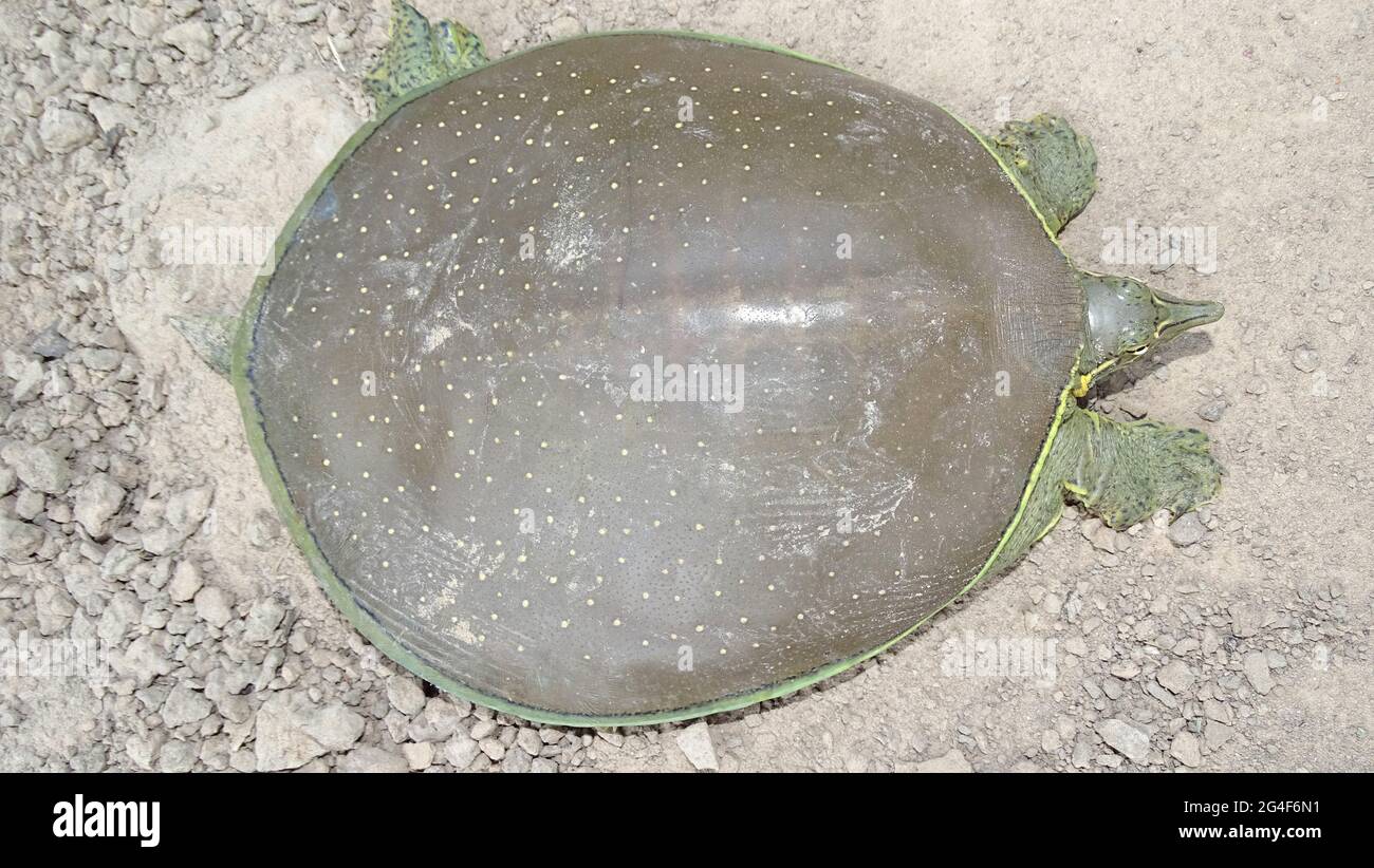 The spiny softshell turtle, Apalone spinifera is a species of softshell turtle, one of the largest freshwater turtle species in North America Stock Photo