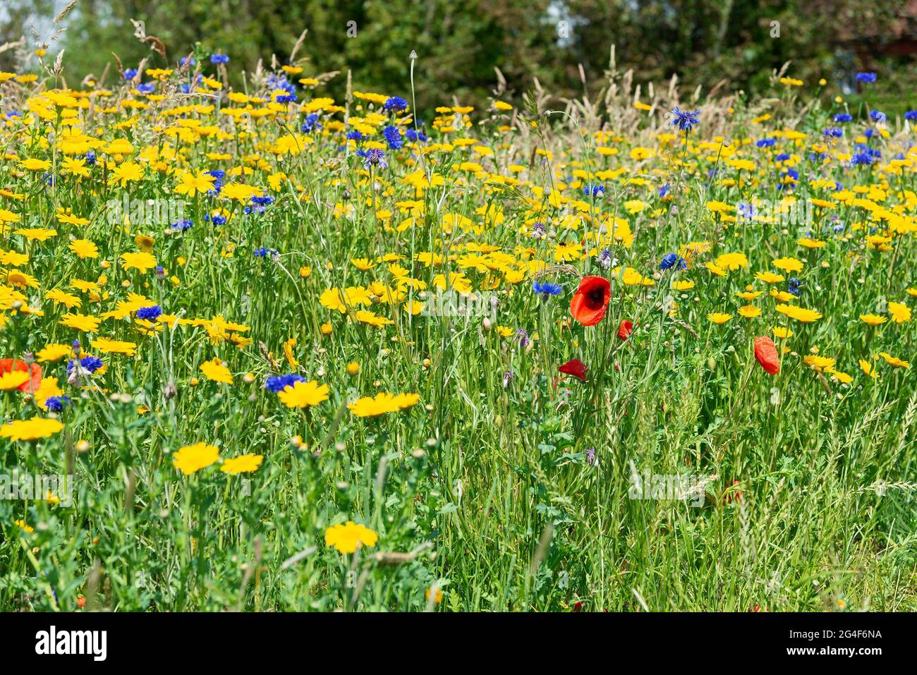 Newly planted wildflower meadow in full bloom on former farmland in the village of West Wittering, Chichester, West Sussex, England Stock Photo