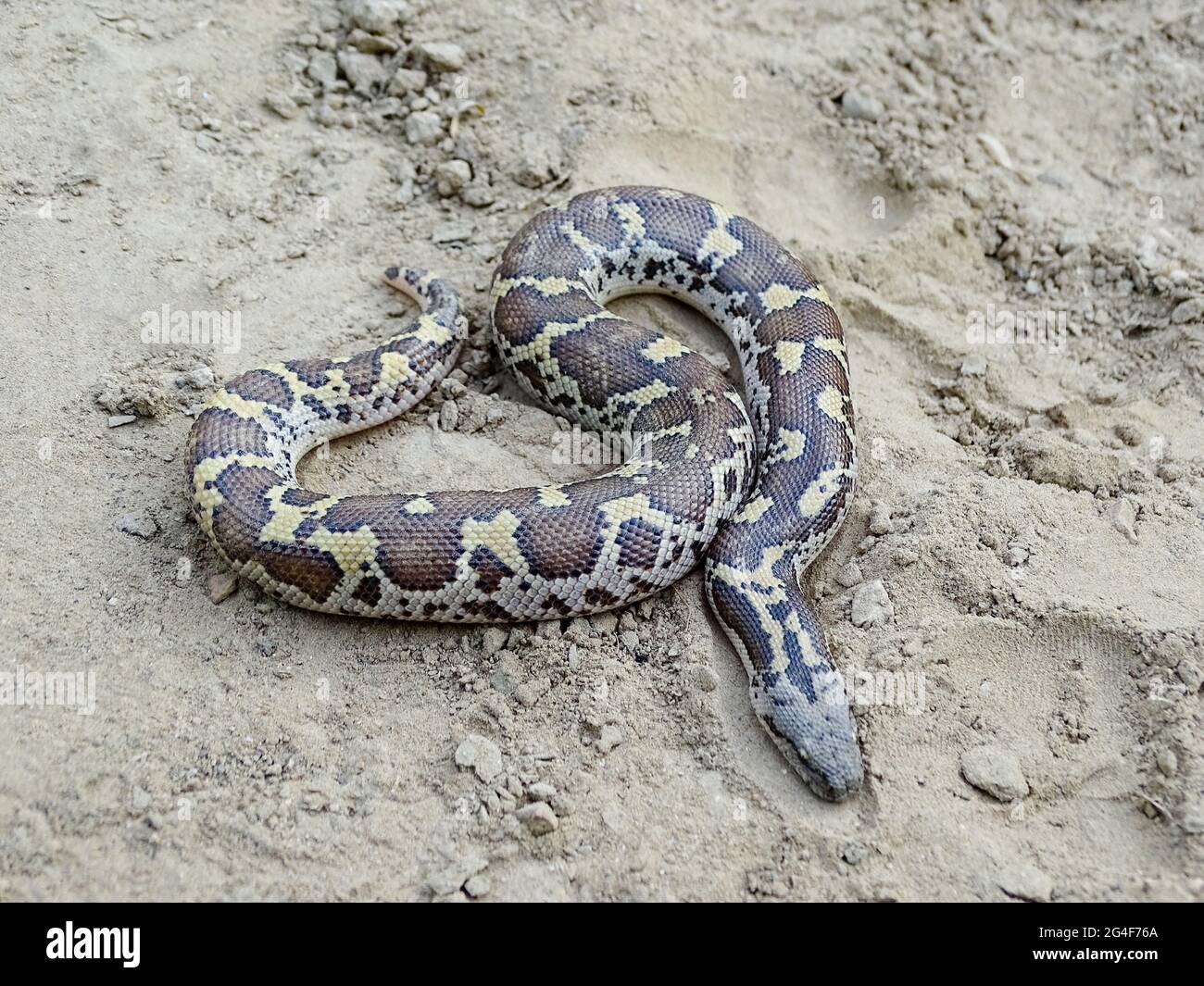Russell's boa or the rough-scaled sand, Gongylophis conicus. NONVENOMOUS. Endemic to India, Nepal, Bangladesh, Pakistan and Sri Lanka. Chambal region, Stock Photo