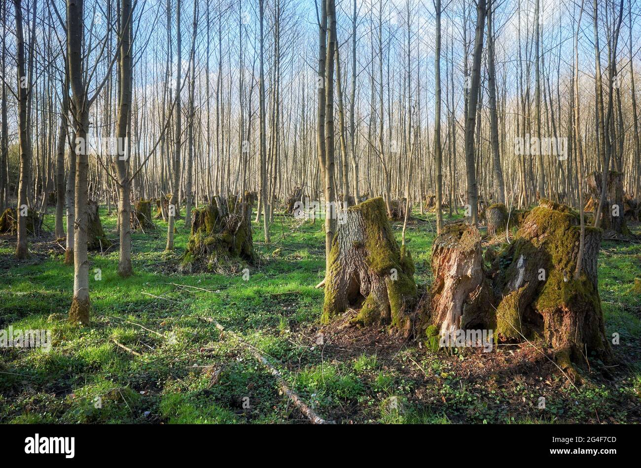Old tree stumps in a forest. Stock Photo