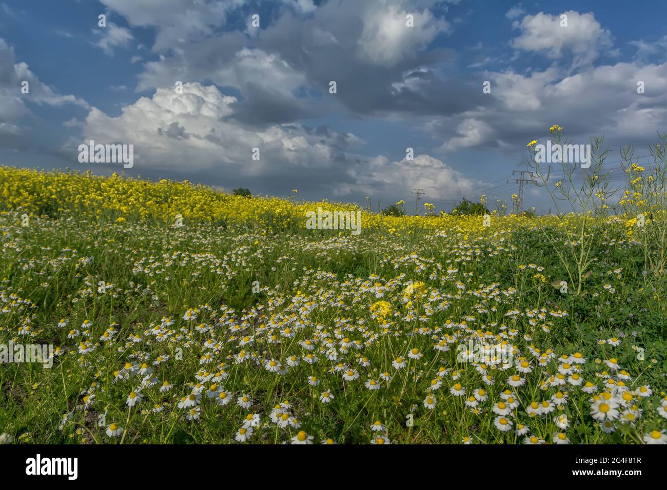 Poppies flowers blue sky clouds hi-res stock photography and images - Alamy