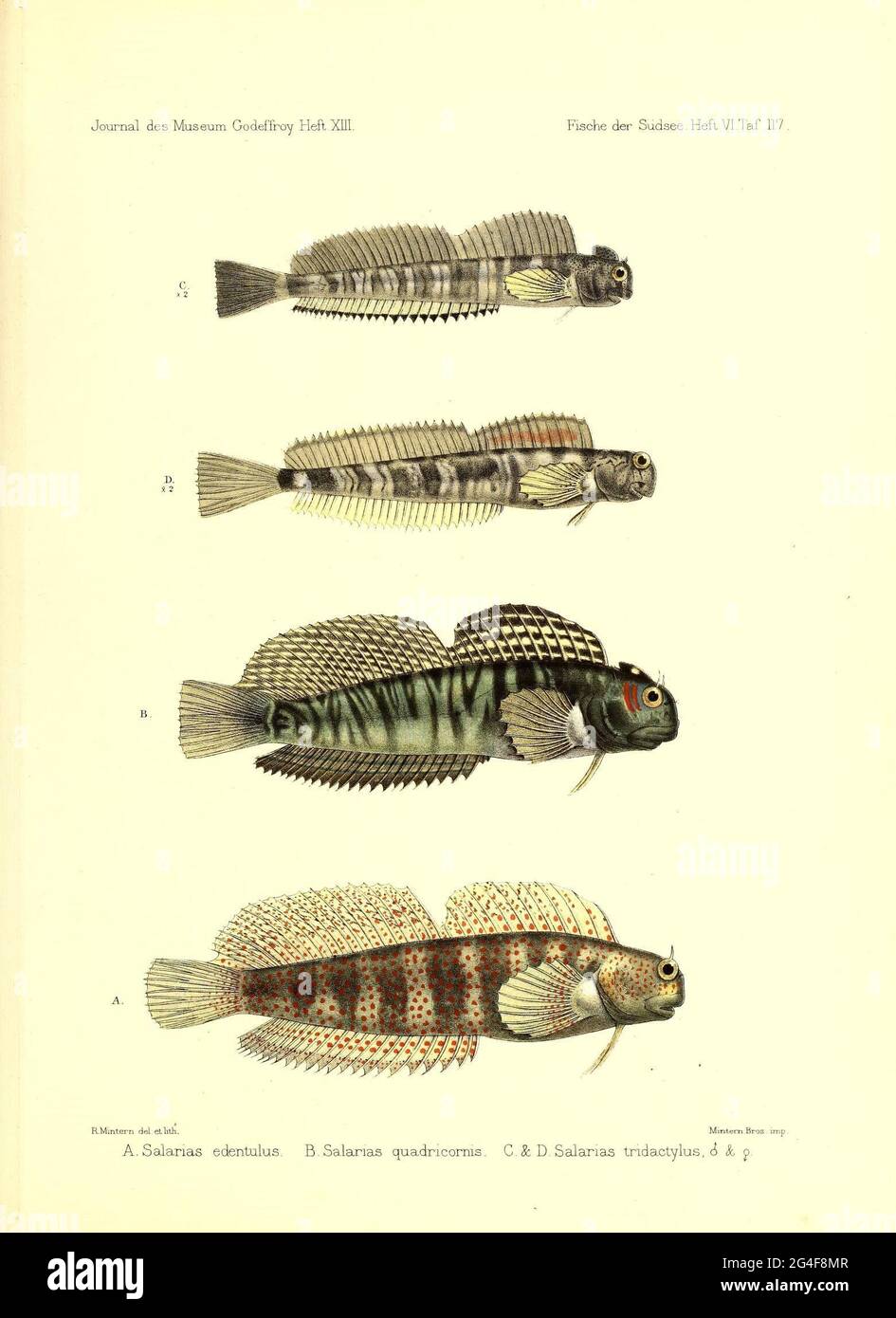 Andrew Garrett's Fish of the South Seas Hamburg: L. Friederichsen & Co., 1873-1910. Stock Photo